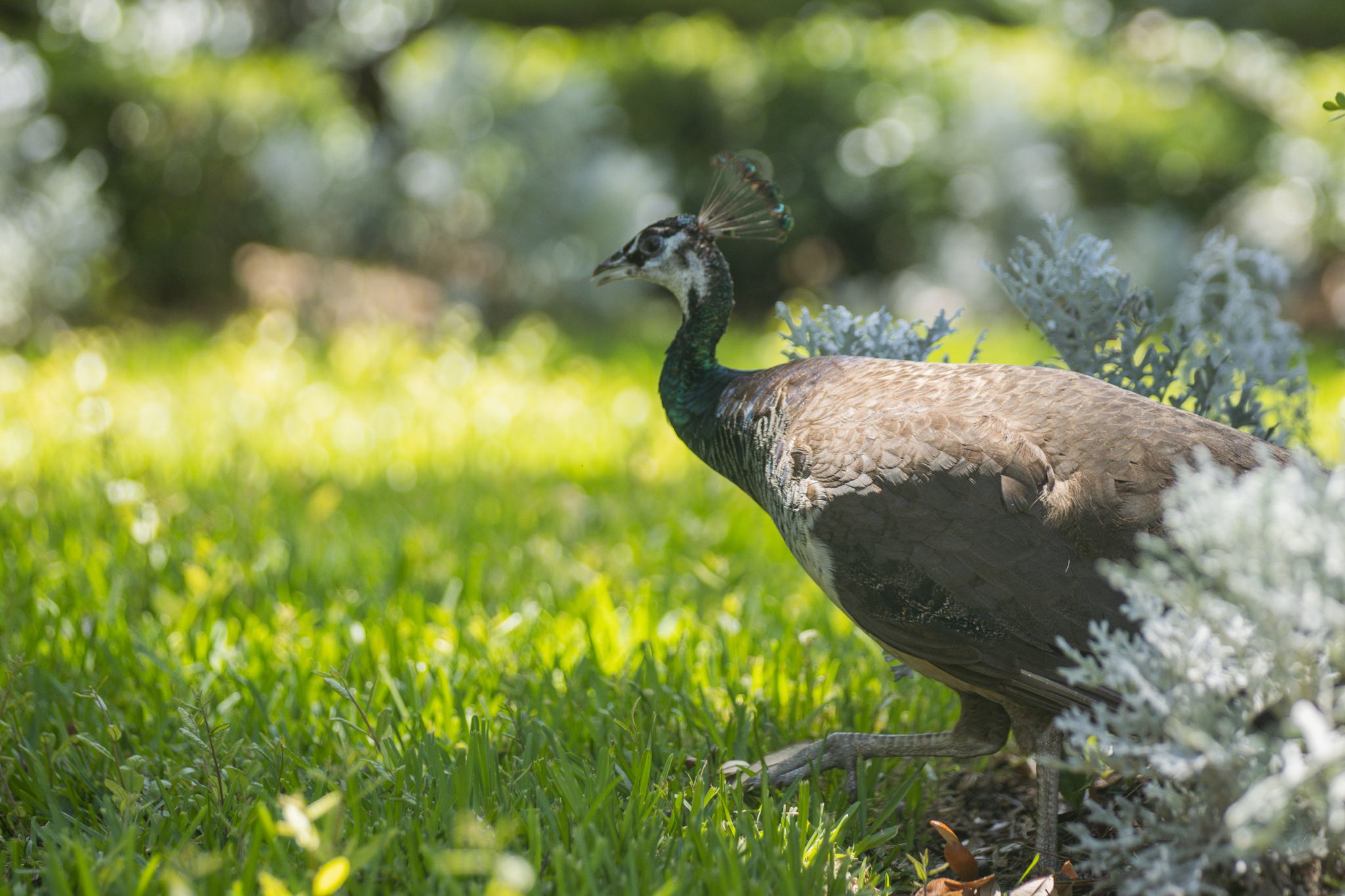 Peafowl walk through the neighborhoods along Scott Road. Photo by Ashley Chandler/News-Leader