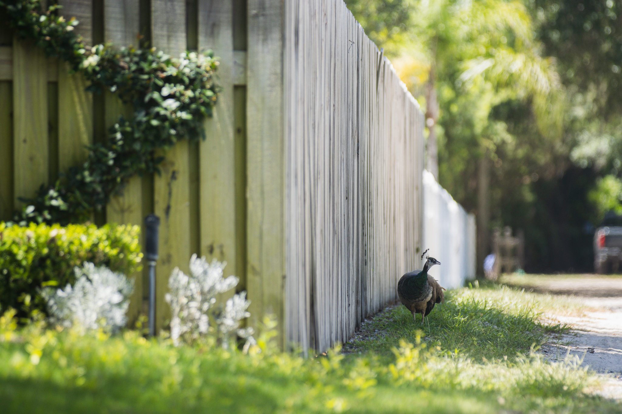 Peafowl walk through the neighborhoods along Scott Road. Photo by Ashley Chandler/News-Leader