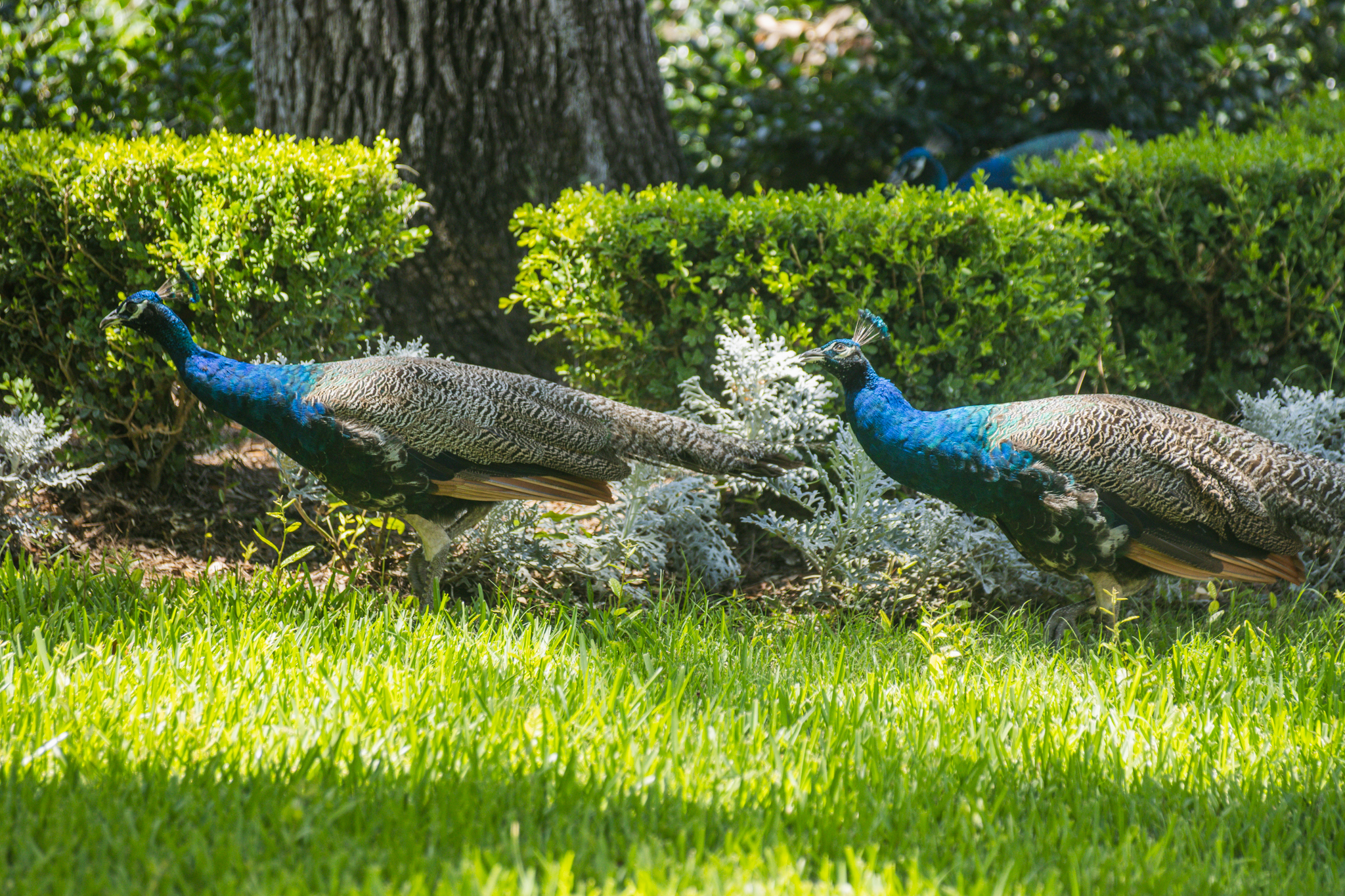 Peafowl walk through the neighborhoods along Scott Road. Photo by Ashley Chandler/News-Leader