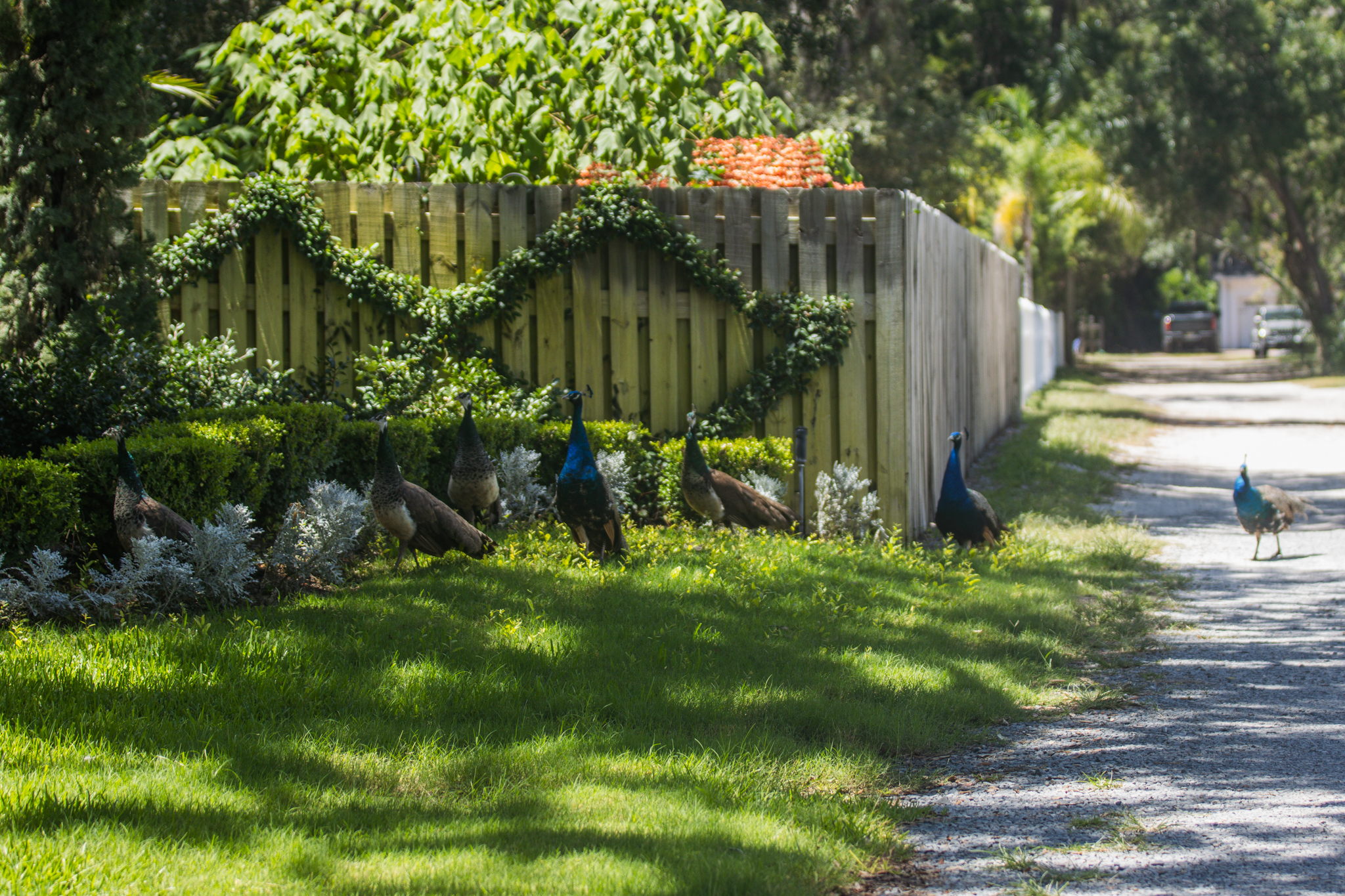 Peafowl walk through the neighborhoods along Scott Road. Photo by Ashley Chandler/News-Leader