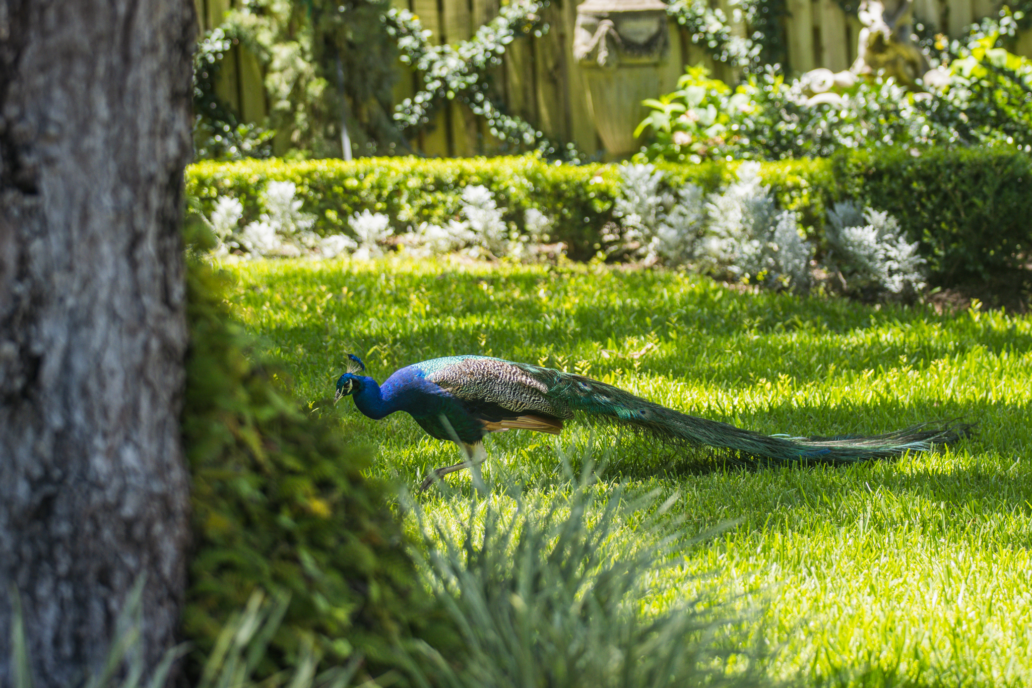 Peafowl walk through the neighborhoods along Scott Road. Photo by Ashley Chandler/News-Leader