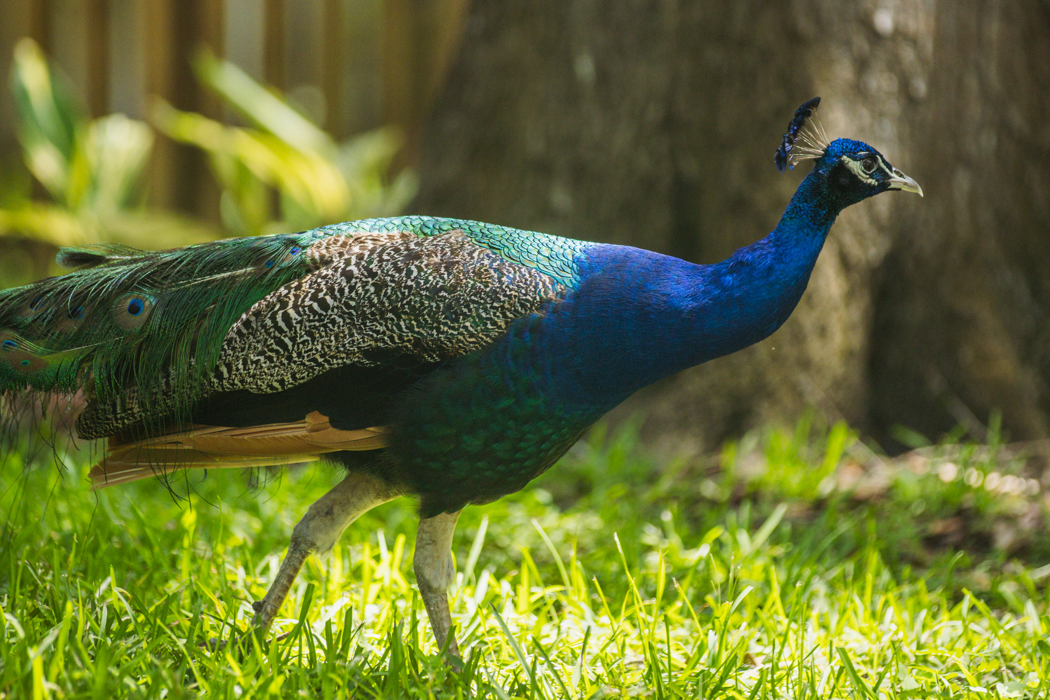 Peafowl walk through the neighborhoods along Scott Road. Photo by Ashley Chandler/News-Leader