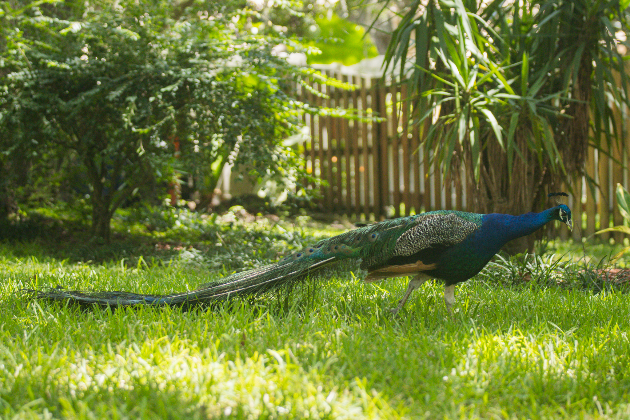 Peafowl walk through the neighborhoods along Scott Road. Photo by Ashley Chandler/News-Leader
