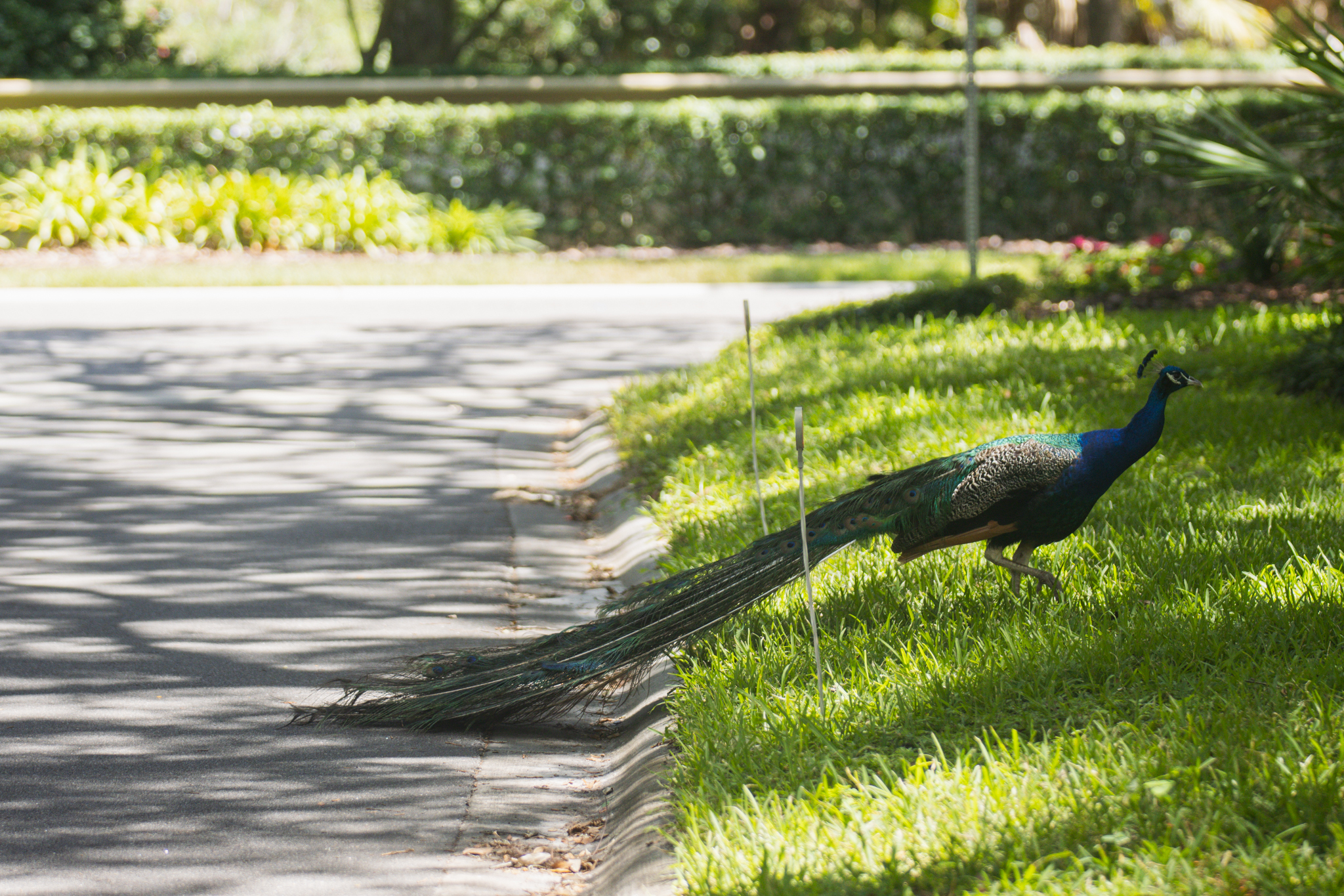 Peafowl walk through the neighborhoods along Scott Road. Photo by Ashley Chandler/News-Leader