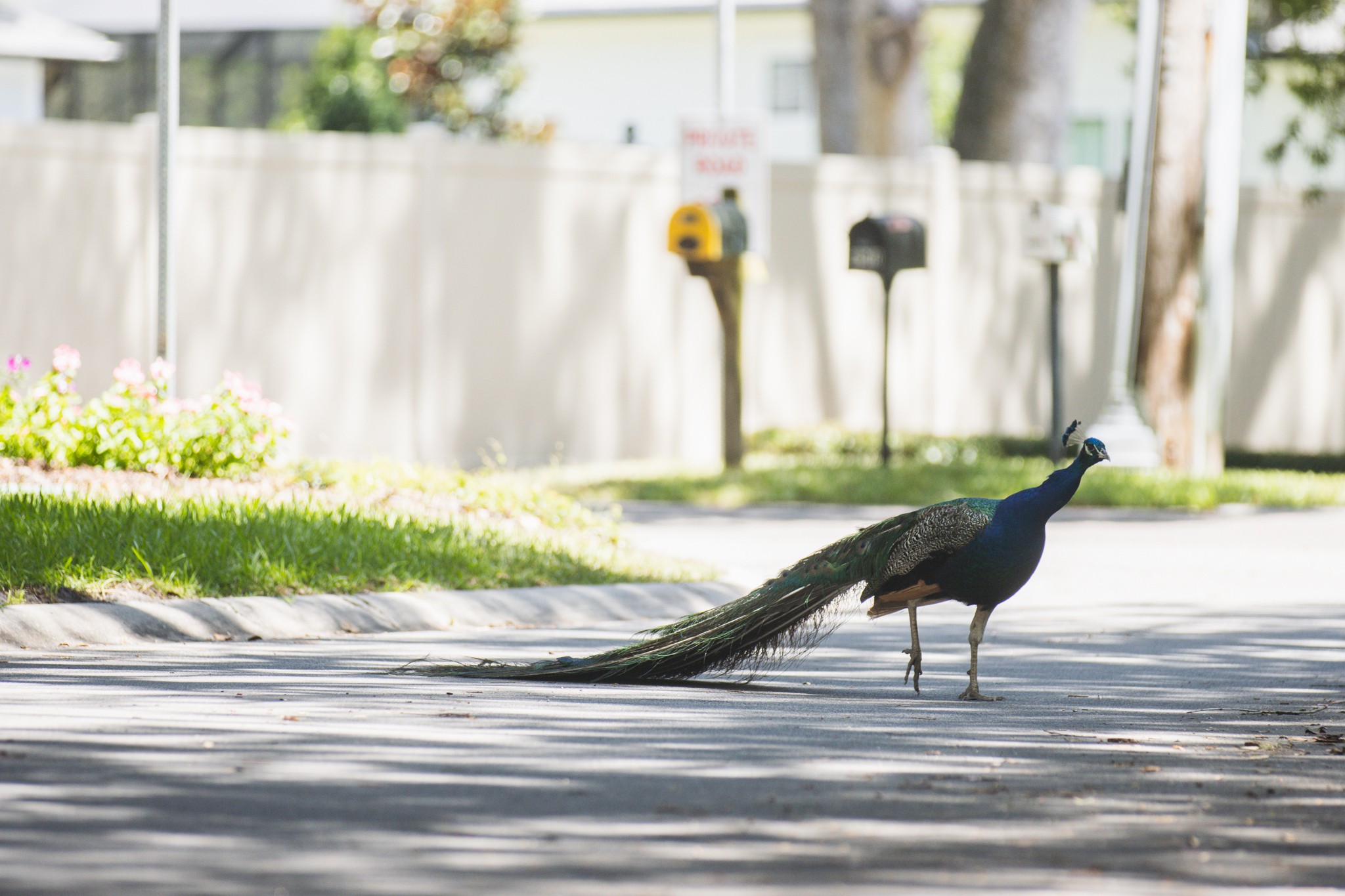 Peafowl walk through the neighborhoods along Scott Road. Photo by Ashley Chandler/News-Leader