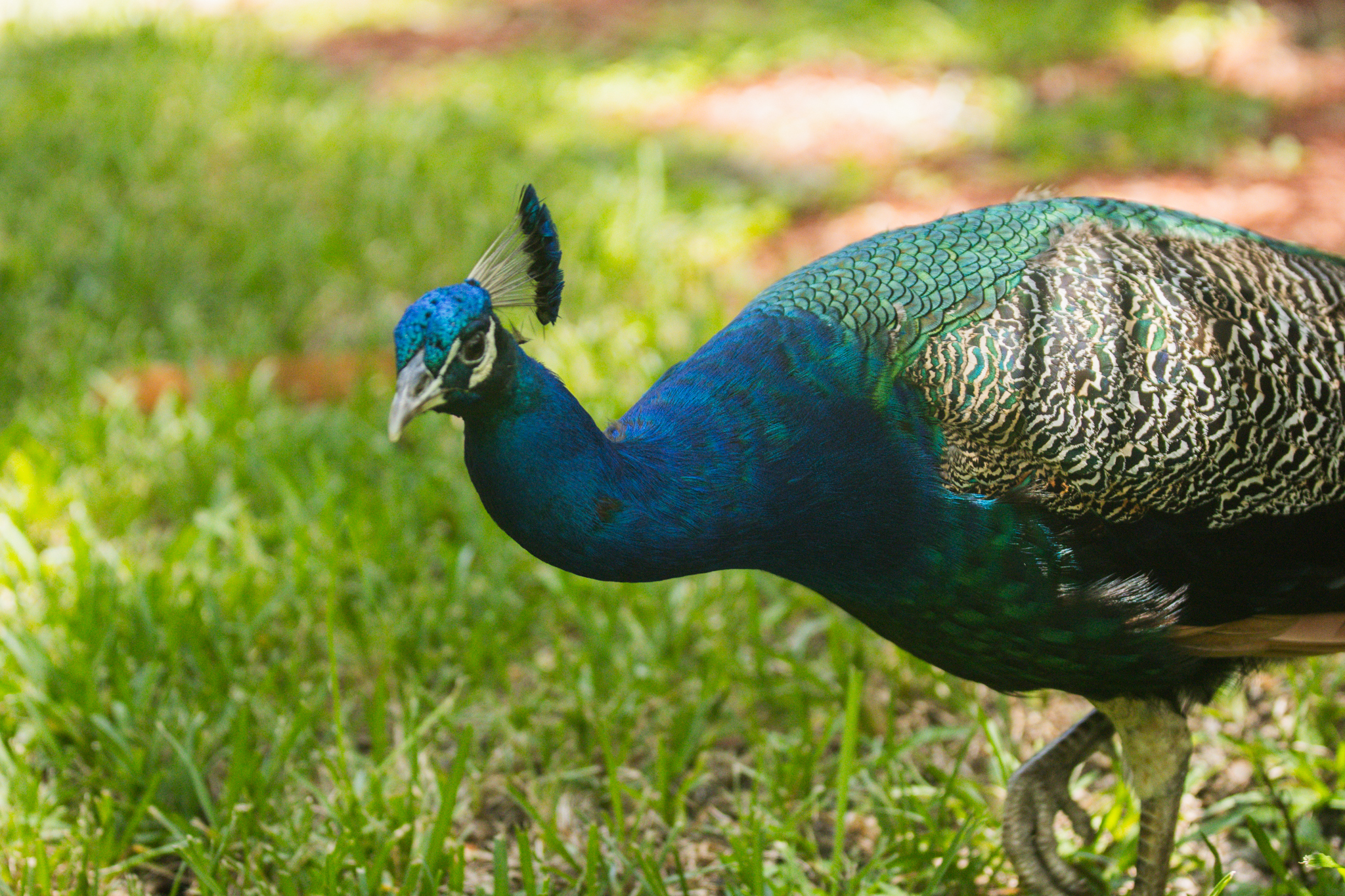 Peafowl walk through the neighborhoods along Scott Road. Photo by Ashley Chandler/News-Leader