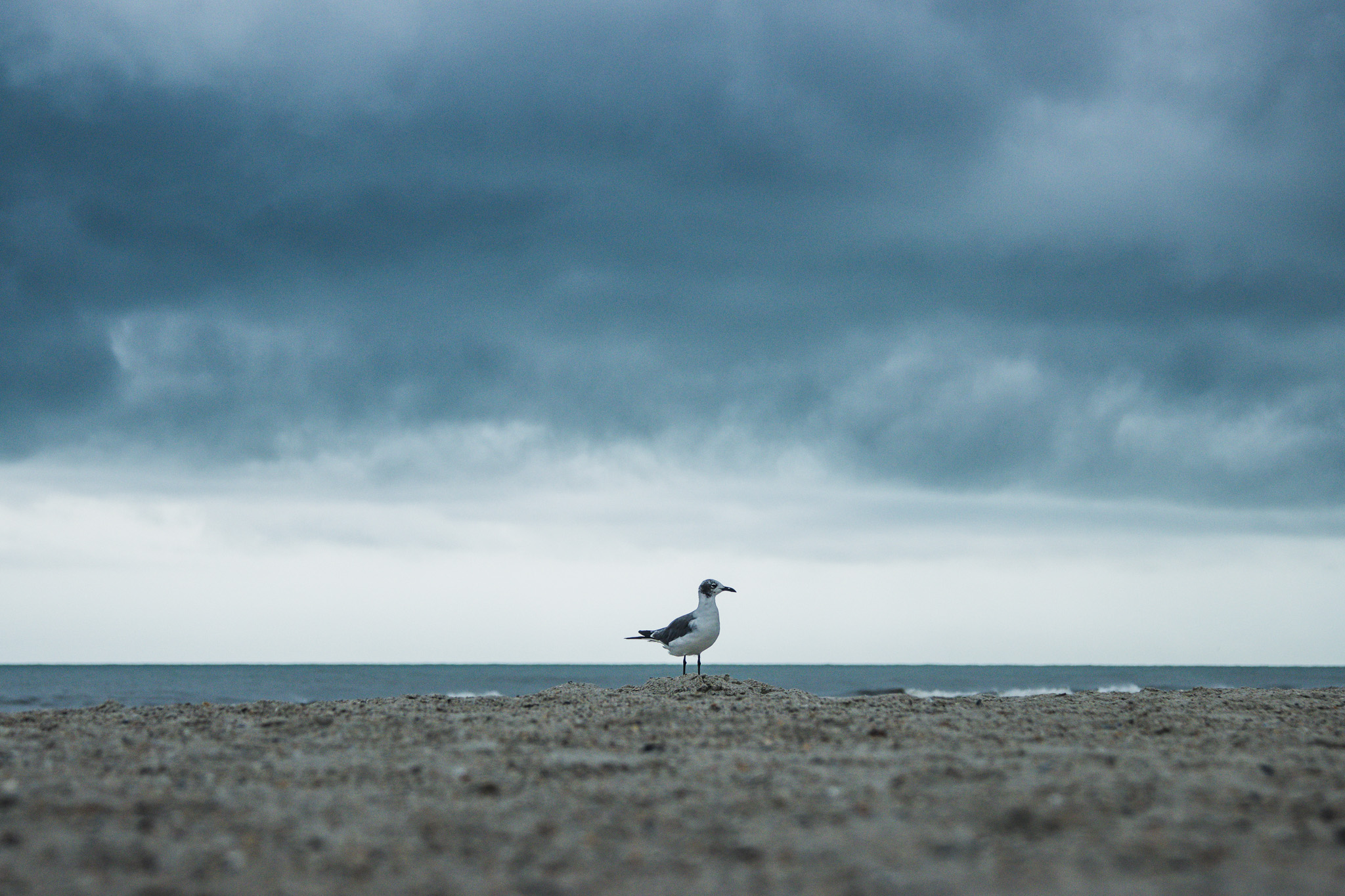 A seagull stands on the beach Aug. 8 as a storm rolls in over the water at Main Beach. Photo by Ashley Chandler/News-Leader