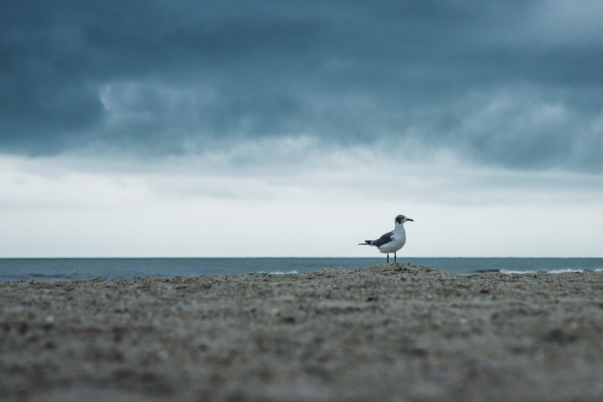 A seagull stands on the beach Aug. 8 as a storm rolls in over the water at Main Beach. Photo by Ashley Chandler/News-Leader