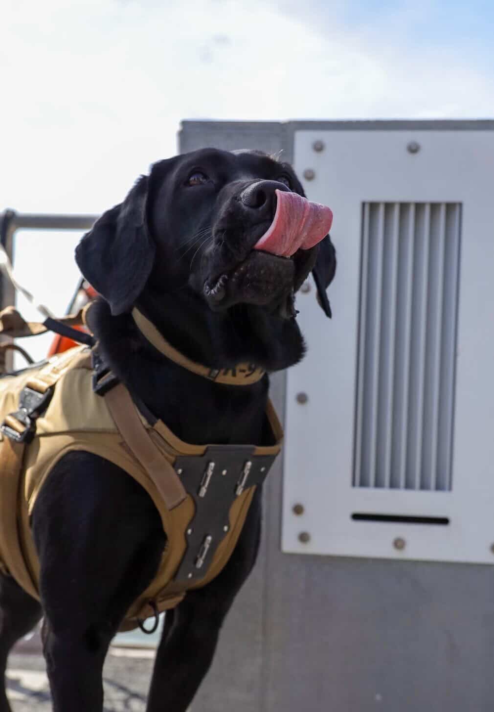 K9 Lea is a finalist in the Military category of The American Humane Hero Dog Awards.