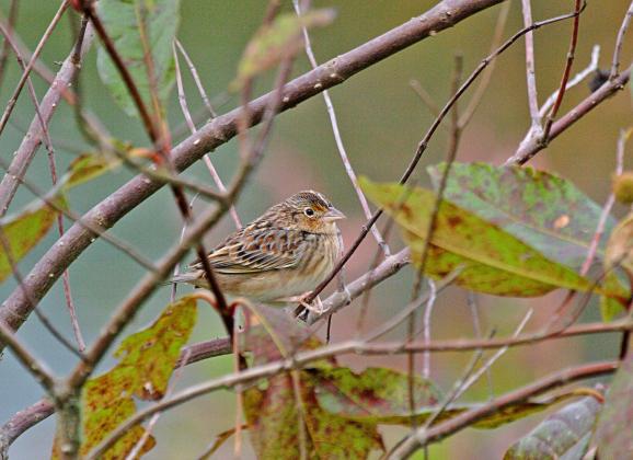 The Florida Fish and Wildlife Conservation Commission, along with other agencies and groups, have helped increase the number of grasshopper sparrows in Florida.