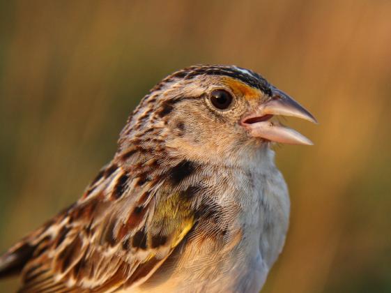 The Florida Fish and Wildlife Conservation Commission, along with other agencies and groups, have helped increase the number of grasshopper sparrows in Florida.