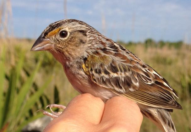The Florida Fish and Wildlife Conservation Commission, along with other agencies and groups, have helped increase the number of grasshopper sparrows in Florida.