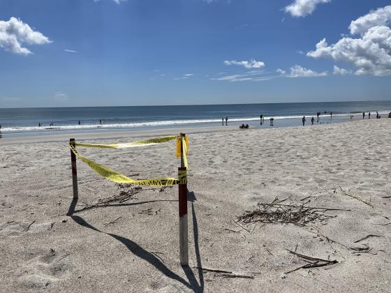 Beach goers enjoy a sunny day on the beach near a marked sea turtle nest. Photo by Holly Dorman.