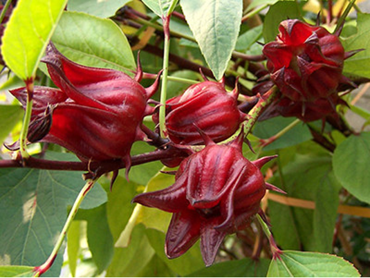 Roselle’s (Hibiscus sabdariffa) calyx provides a bright pop of red to a landscape, but the calyx is also edible. Many gardeners brew tea with the calyx. The brewed tea is commonly called “Florida cranberry” because of its vibrant red color and zing.