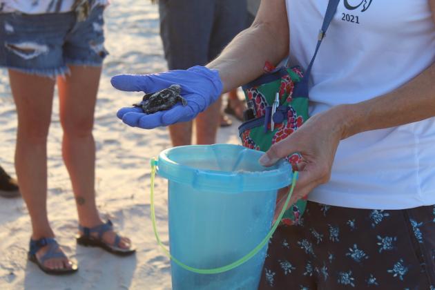 Volunteers place any live hatchlings found inside emerged nests in a plastic bucket with moist sand until they release them all at once into the ocean.