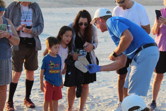 Amelia Island Sea Turtle Watch volunteer Eric Linden shows spectators a live sea turtle hatchling found inside the nest being excavated. Photos by Holly Dorman.