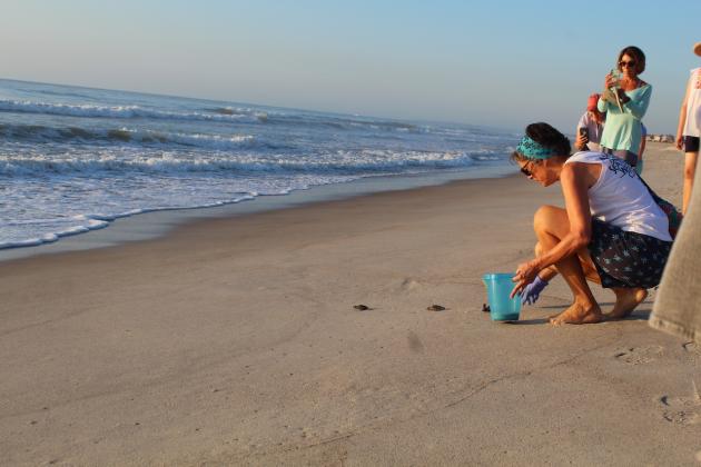 Amelia Island Sea Turtle Watch volunteer Ronda Bokram releases three sea turtle hatchlings into the ocean. These hatchlings were found alive inside an emerged nest.