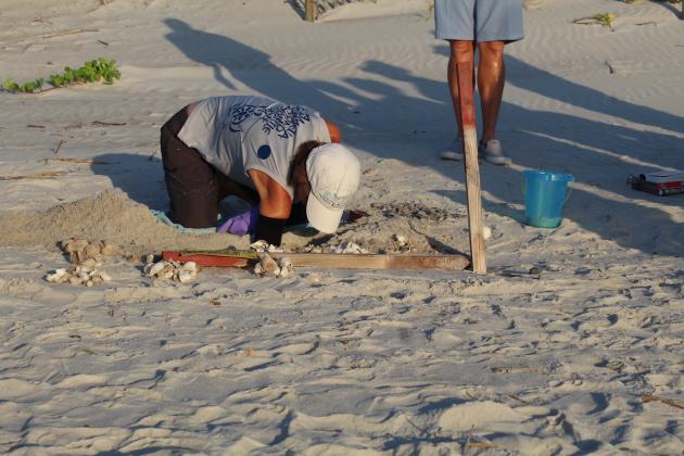 Jan Linden from the Amelia Island Sea Turtle Watch digs through an emerged sea turtle nest near Burney Park. This particular nest had three live hatchlings inside.