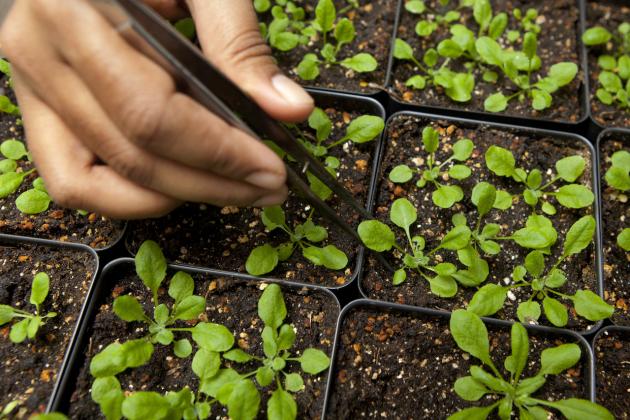 Submitted by University of Florida Institute of Food and Agricultural Sciences (UF/IFAS)