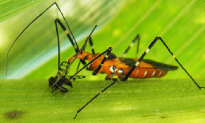 Pesticides manage garden pests, but our beneficial organisms usually manage many of our garden pests. Misuse of pesticides may affect our beneficial insect population, leading to pesticide dependence. This is an adult female milkweed assassin bug feeding on a cornsilk fly. The cornsilk fly can spread disease. Submitted photo.