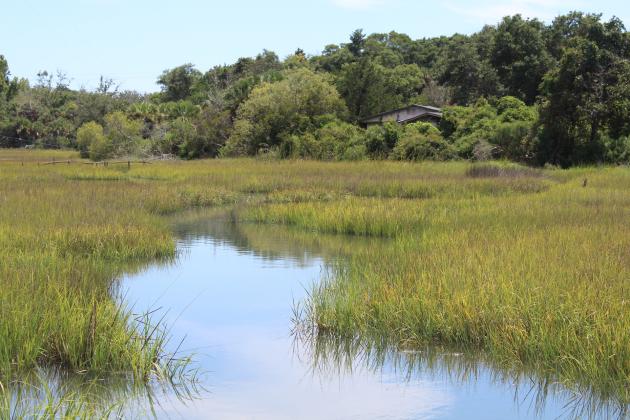 Escambia Slough tested for high levels of Escherichia coli, officially deeming it “impaired waters” under the Florida Department of Environmental Protection’s standards. Holly Dorman/News-Leader
