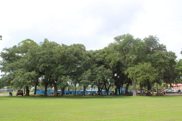Fernandina Beach Vice Mayor Len Kreger said an assessment of a tree in Central Park showed it could be saved by simply moving a picnic table near it. The City Commission agreed to move forward with an assessment of the 14% of the trees on city rights-of-way that have been determined to be in poor condition in order to save the city’s tree canopy. Photo by Julia Roberts/News-Leader 