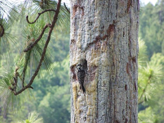 Courtesy of Florida Fish and Wildlife