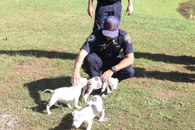 Puppies and kittens are getting out and about during visits to county departments, beginning with Fire and Emergency Operations. A pet was adopted on each trip.