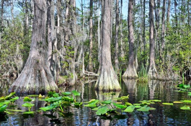 Okefenokee Swamp. Submitted photo.