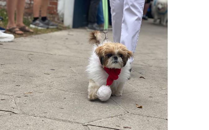 Parade of Paws. Photo by Tracy Dishman
