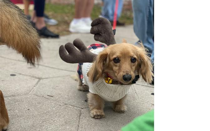 Parade of Paws. Photo by Tracy Dishman