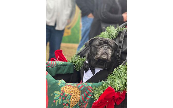 Parade of Paws. Photo by Tracy Dishman