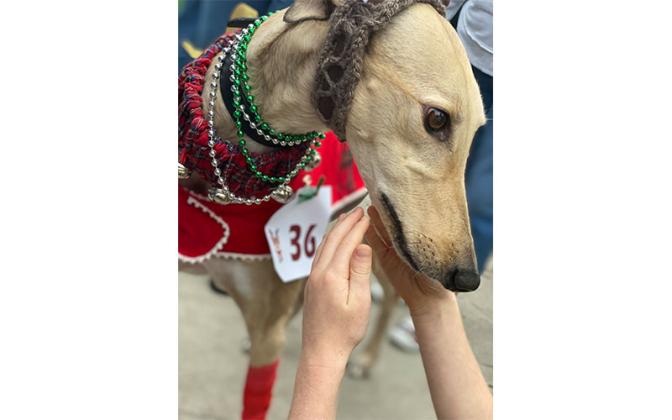 Parade of Paws. Photo by Tracy Dishman