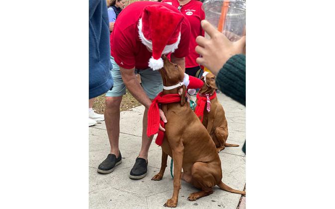 Parade of Paws. Photo by Tracy Dishman