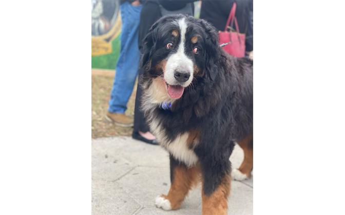 Parade of Paws. Photo by Tracy Dishman