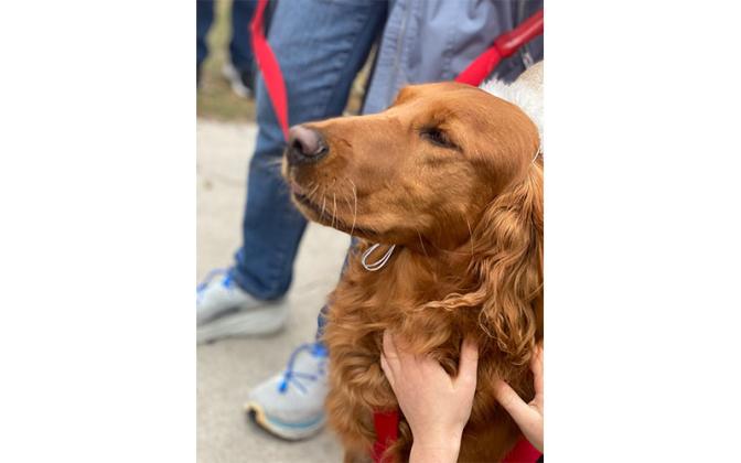 Parade of Paws. Photo by Tracy Dishman