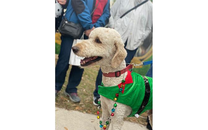 Parade of Paws. Photo by Tracy Dishman