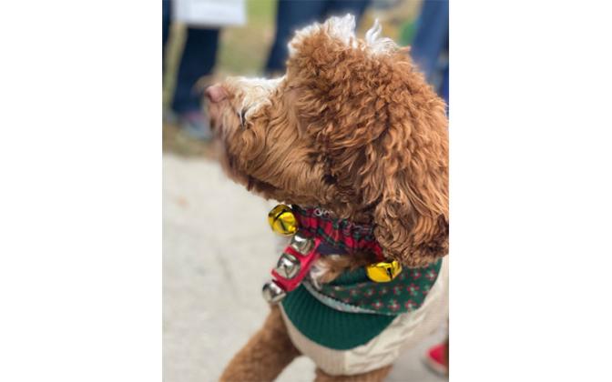 Parade of Paws. Photo by Tracy Dishman