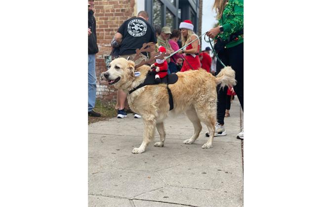 Parade of Paws. Photo by Tracy Dishman