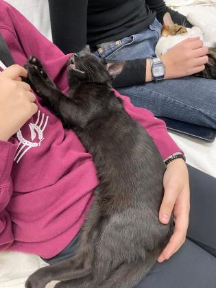 Nassau County Public Library hosted another Cat Café in conjunction with Nassau County Animal Services last weekend to coincide with Dickens on Centre.