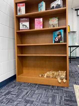 Nassau County Public Library hosted another Cat Café in conjunction with Nassau County Animal Services last weekend to coincide with Dickens on Centre.