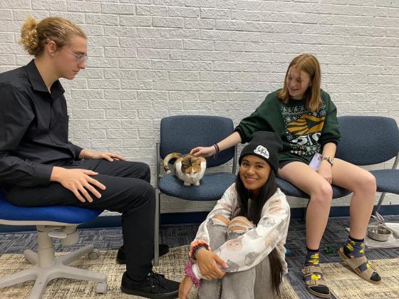 Nassau County Public Library hosted another Cat Café in conjunction with Nassau County Animal Services last weekend to coincide with Dickens on Centre.
