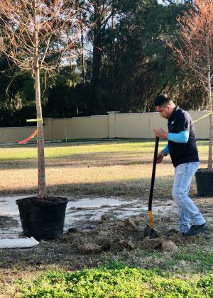 Liberty Landscaping plants trees at Cape Sound in Fernandina Beach after the homeowners association teamed up with Keep Nassau Beautiful to purchase the trees.