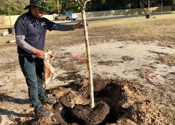 Liberty Landscaping plants trees at Cape Sound in Fernandina Beach after the homeowners association teamed up with Keep Nassau Beautiful to purchase the trees.