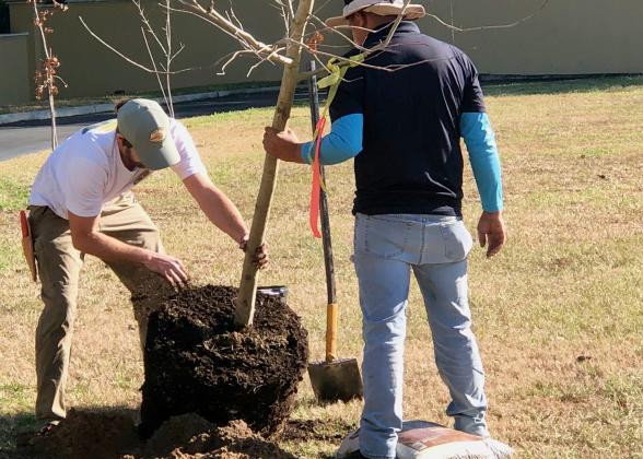 Liberty Landscaping plants trees at Cape Sound in Fernandina Beach after the homeowners association teamed up with Keep Nassau Beautiful to purchase the trees.