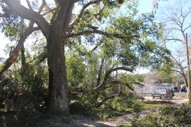 High winds blew down trees on Atlantic Avenue in Fernandina Beach. Photo by Julia Roberts.
