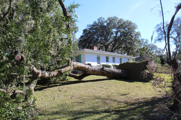 High winds blew down trees on Atlantic Avenue in Fernandina Beach. Photo by Julia Roberts.