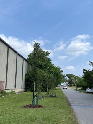 The city of Fernandina Beach has received its 21st year of national recognition as a Tree City USA community by the Arbor Day Foundation.