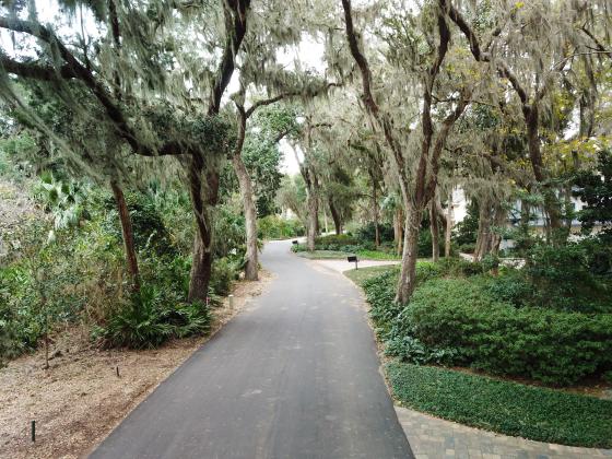 Street level view of tree canopy within Amelia Island Plantation’s Marsh Creek neighborhood.