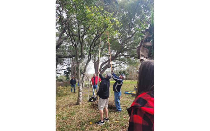 Homeowners and volunteers pick surplus and fallen fruit for Barnabas Citrus Drive.